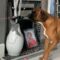 Pawsitively Hilarious: Dog’s Epic Birthday Heist Steals the Spotlight! | Try Not to Laugh