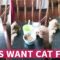 Puppy Beg for Cat Food | Super Cute