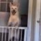 Pure Bliss: Dogs Celebrate Their Owner’s Return with Uncontainable Joy | Heartwarming
