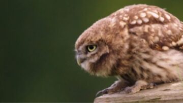 Rare-Little-Owl-Feeding-Super-Cute-Up-Close-Encounter.jpg