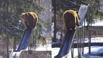 Romania-Zoo-Garden-Bear-Slide-Fun-Adorable.jpg