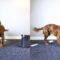Super Cute Spaniel Dog Shows Off Impressive Tricks | adorable