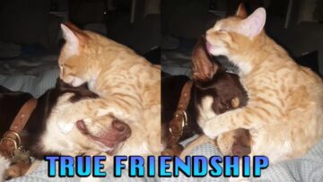 True-Friendship-Puppy-Kitten-Duo-Super-Cute.jpg