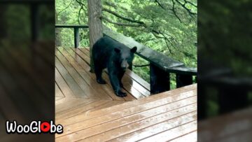 Black-Bear-Spotted-on-Girdwood-Deck-Adorable.jpg