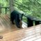 Black Bear Spotted on Girdwood Deck | Adorable 🐻