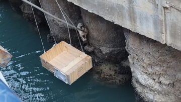 Brave-Heroes-Come-to-the-Rescue-of-a-Stranded-Cat.jpg