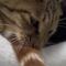 Cat playfully provokes buddy by tossing tail in face | Adorable