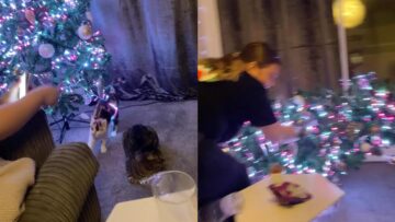 Cat-vs-Christmas-Tree-The-Ultimate-Holiday-Showdown-Try.jpg