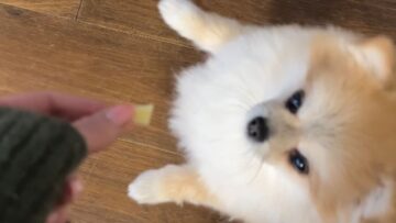 Cheese-Crazed-Pup-Shows-Off-Ballet-Moves-Adorable.jpg