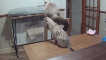 Chubby-Cat-Takes-Epic-Leap-of-Faith-Flops-Spectacularly.jpg