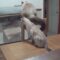 Chubby Cat Takes Epic Leap of Faith, Flops Spectacularly! | Try Not to Laugh