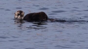Discover-the-Otter-Familys-Charming-Adventures-in-Monterey-Harbor.jpg