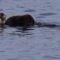 Discover the Otter Family’s Charming Adventures in Monterey Harbor | Heartwarming