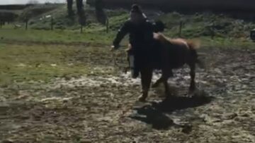 Epic-Pony-Ride-Prank-Takes-a-Wild-Turn-Hospital-Bound.jpg
