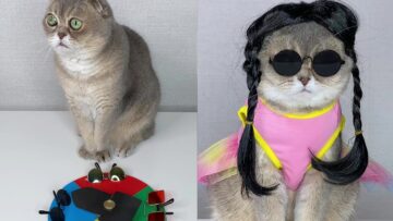 Fashionable-Cat-Gets-Stylish-Makeover-Best-Fashion-Advisor-Ever.jpg
