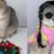 Fashionable Cat Gets Stylish Makeover | Best Fashion Advisor Ever! | Cute