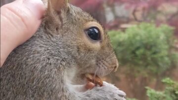 Heartwarming-Squirrel-Grief-A-Journey-of-Healing-and-Hope.jpg