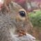 Heartwarming Squirrel Grief: A Journey of Healing and Hope | Adorable