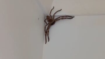 Hilarious-Family-vs-Spider-in-New-Aussie-Home-Adorable.jpg