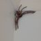 Hilarious Family vs Spider in New Aussie Home | Adorable