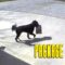 Porch Pirates Caught Stealing Package in Adorable Fashion | Super Cute
