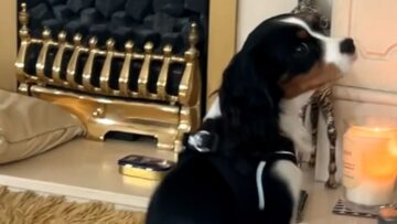 Puppys-Hilarious-Rug-Mishap-Adorable.jpg