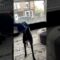 Snack Time Shenanigans: When Doggo’s Wrapping Skills Go Hilariously Wrong! | Try Not to Laugh