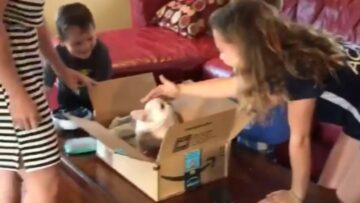 Surprising-Kids-with-an-Adorable-Puppy-A-Heartfelt-Moment-theyll.jpg