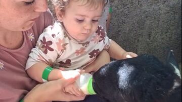 Toddlers-Goat-Feeding-Faux-Pas-The-Cutest-Mix-Up-You-Cant.jpg