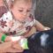 Toddler’s Goat Feeding Faux Pas: The Cutest Mix-Up You Can’t Miss! | Try Not to Laugh!