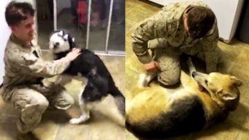 Unforgettable-Reunion-Dogs-Joyful-Greeting-for-Their-Soldiers-Return.jpg