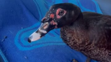 Watch-This-Adorable-Duck-Sing-Its-Heart-Out-in-a.jpg