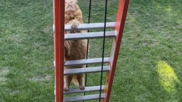 Watch-This-Chunky-Ginger-Cats-Epic-Ladder-Fumble-Try.jpg