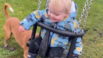 Adorable-doggo-pushes-human-on-swing-making-his-day.jpg