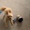 Cute Pup Goes Wild and Zooms Around Table | Super Cute