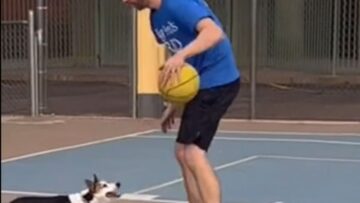 Hilarious-Dogs-Epic-Basketball-Fail-Will-Leave-You-in-Splits.jpg