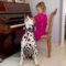 Little girl plays piano and dog sings along | Super Cute