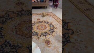 Playful-Kitty-Leaps-at-Everyones-Feet-Adorable.jpg