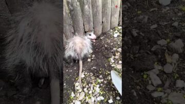 A-Brave-Woman-Rescues-a-Stuck-Possum-Showing-True-Kindness.jpg