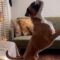 Boxer and Gent Enjoy Playful Tug-of-War at Home | A Heartwarming Tale of Friendship | Heartsome