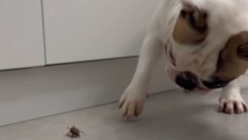 Bulldogs-Hilarious-Backyard-Fun-with-a-Beetle-Will-Make-You.jpg