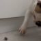 Bulldog’s Hilarious Backyard Fun with a Beetle Will Make You Smile! | Super Cute