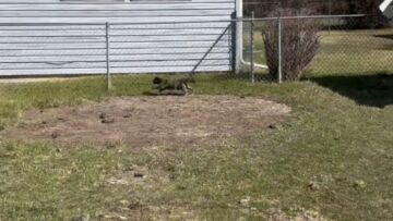 Cats-Hilarious-Outdoor-Sprint-Goes-Hilariously-Wrong-Try-Not.jpg