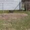“Cat’s Hilarious Outdoor Sprint Goes Hilariously Wrong! | Try Not to Laugh”