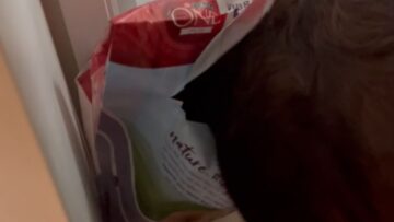 Curious-Pup-Discovers-the-Joy-Within-a-Food-Bag.jpg