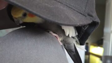 Dad-Plays-Peekaboo-with-Talking-Bird—You-Wont-Believe-Their-Adorable.jpg