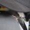Dad Plays Peekaboo with Talking Bird—You Won’t Believe Their Adorable Tricks! | Super Cute