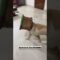 Epic Fails That Will Make You Facepalm—Try Not to Laugh! 😂 | Viral Prank