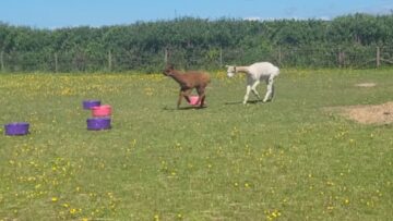 Heartfelt-Moments-Adorable-Alpaca-Mom-and-Baby-Create-an-Unbreakable.jpg