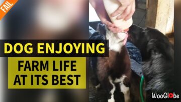 Heartwarming-Farm-Moments-Dog-Drinks-Milk-While-Baby-Cow-Sips.jpg